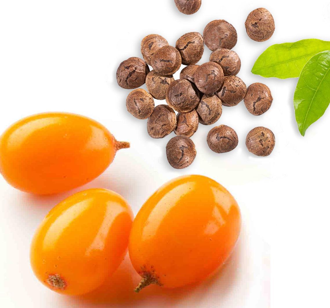 Seabuckthorn fruit and Sacha Inchi nut 